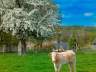 Normandie